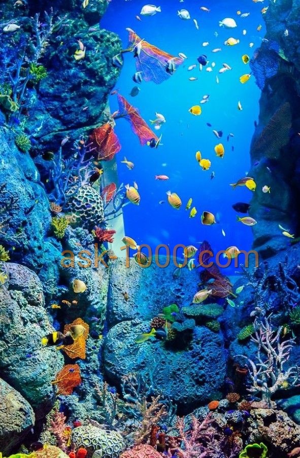 لماذا سمي البحر الأحمر بهذا الاسم ؟
