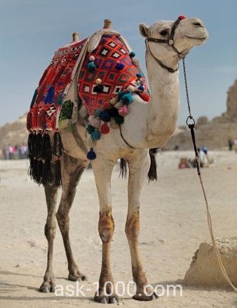 لماذا لحم الإبل ينقض الوضوء