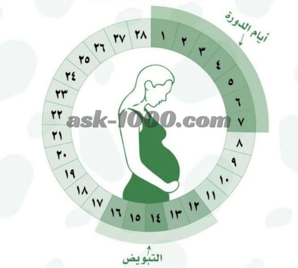 ما هي فترة التبويض