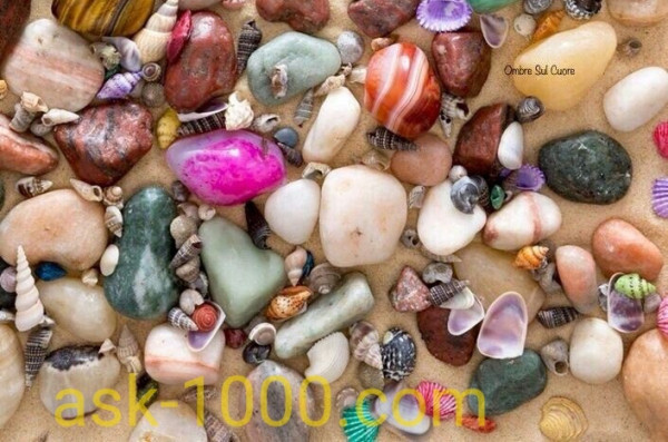 ما هو المحار