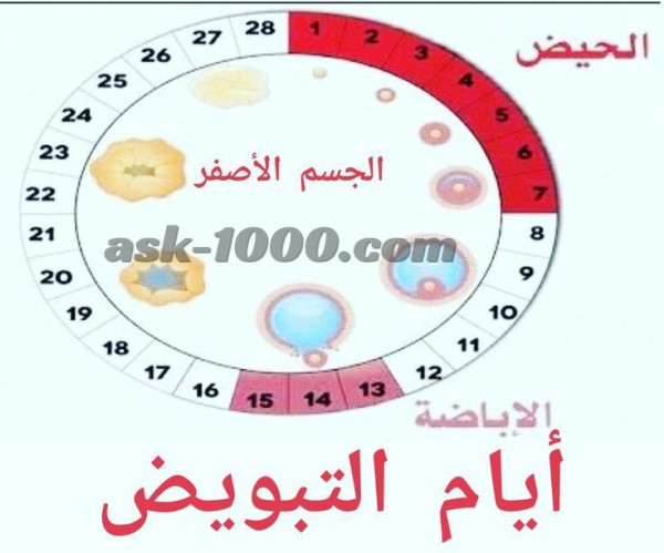 متى أيام التبويض؟